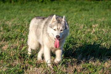 a young husky dog runs across the field with his tongue out