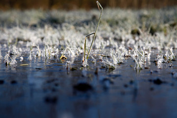 eine Grüne Wiese am morgen mit Frost im Herbst