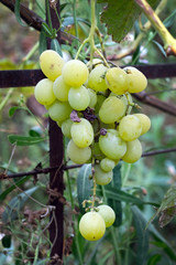 A bunch of table grapes Muscat. Green grapes grown in the country. Harvest of grapes, the bunch of grapes with spoiled rotten berries.