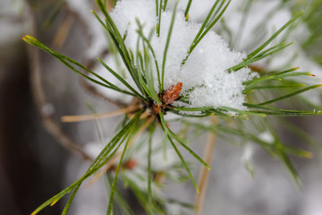the top of a pine branch with needles, covered with snow, close-up