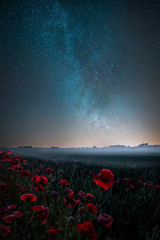poppies and galaxy
