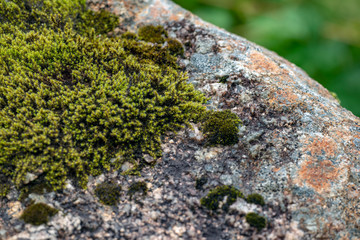 moss, Jämtland Sweden