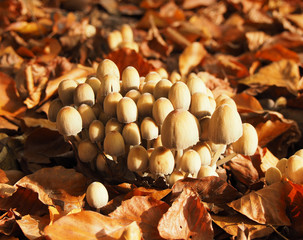 Pilze im Herbstwald