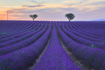 Fototapeta na wymiar Lavender Field against Two Trees under Sunset, Provence, France
