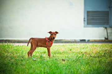 dog on grass