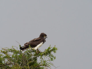 Martial eagle, Polemaetus bellicosus