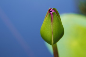 Fototapeta premium water lily