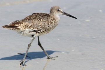 bird on the beach