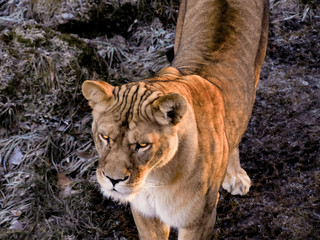 Zoo Salzburg - Lion
