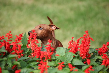 dog with red flowers