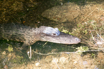Alligator in Big Cypress swamp, Florida