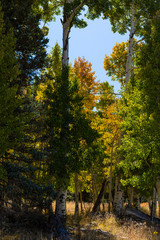 Obraz premium Yellow Aspen in the Fall