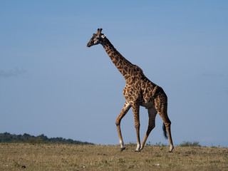 Masai or maasai giraffe, Giraffa tippelskirchi