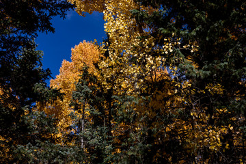 Yellow Aspen in the Fall