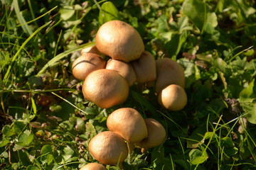 small Group of beige brown Coprinellus micaceus mushrooms on a meadow, mica cap or shiny cap or glistening inky cap in october sun