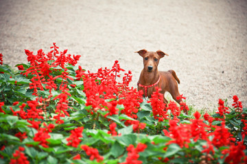 dog with flowers