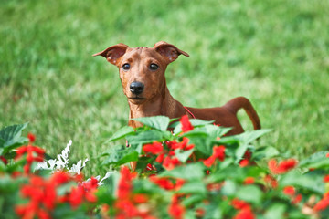 dog on grass