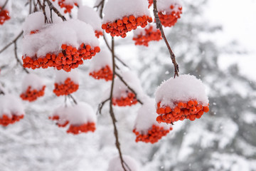 clusters of Rowan berries on a branch, covered with snow