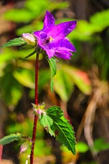 dendrobium