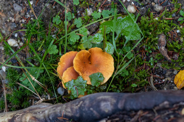 Mushroom in the forest next to a tree stomp