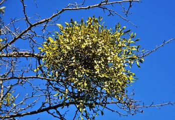 a Viscum album plant on a tree branch