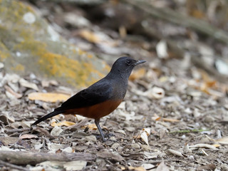Mocking cliff chat, mocking chat or cliff chat, Thamnolaea cinnamomeiventris