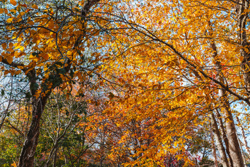 Colorful leafs on the tree in Nova scotia during the fall