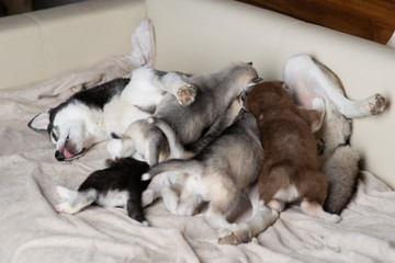 Husky puppies with mom