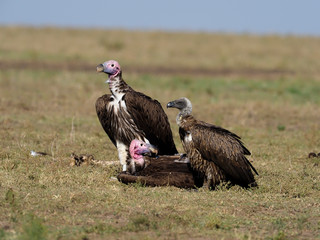 Lappet-faced vulture or Nubian vulture, Torgos tracheliotos