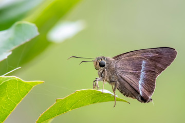 Obraz premium Butterfly in Nature, The Name is Hasora Chromus