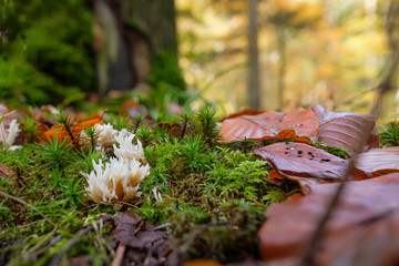 Blasse Koralle Bauchwehkoralle Pilz giftig (Ramaria mairei)