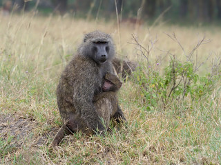 Olive baboon, Papio anubis