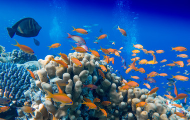 Obraz na płótnie Canvas Korallenriff mit Fischen