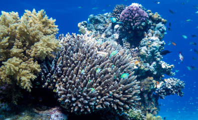 Fototapeta na wymiar Korallenriff mit Fischen