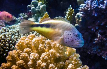Korallenriff mit Fisch