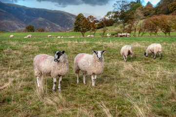 Obraz na płótnie Canvas Sheep of Swaledale breed in UK lands.