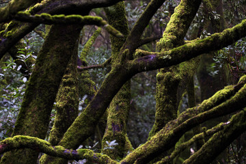 Fototapeta premium forest, park, trees, spain, lagomera