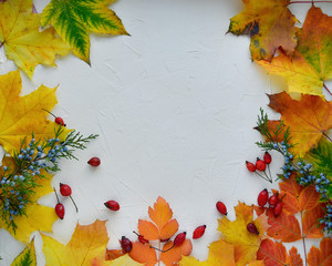 Naklejka na ściany i meble Autumn background - colorful leaves, rosehip berries, yew on a white background. Frame of autumn leaves. top view. Cope space.