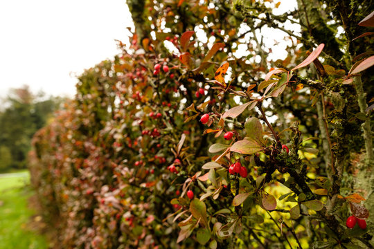 Rote Fr&uuml;chte Berberitze Hecke