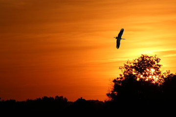 Silhouette of a flying stork on a sunset background - digital manipulation.