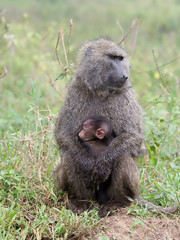 Olive baboon, Papio anubis