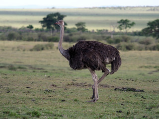 Ostrich, Struthio camelus