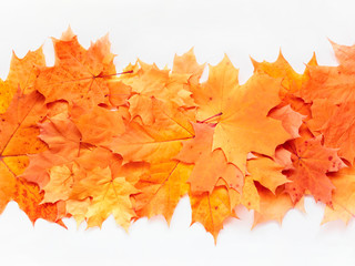 Banner of autumn maple leaves on white background. Orange plant pattern, floral strip, band. Fall poster design.