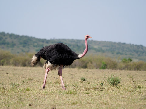 Ostrich, Struthio camelus