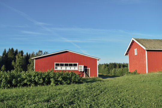 Finnish farm with red barn and shed at countyside summer sunny day, green grass, blue sky and bushes of black currant