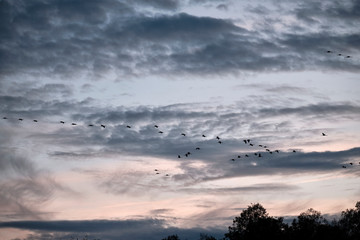 Vogelfluge am Abendhimmel