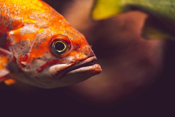 closeup of a rockfish