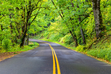 A shady stretch of winding road along the Columbia River Gorge Scenic Byway Highway in Oregon