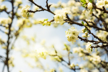 Flowering plum branches in spring