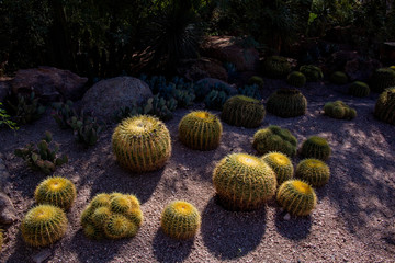 Yellow Needles Barrel Cacti